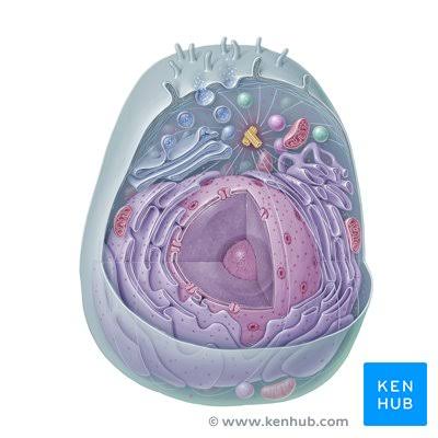 Histology
